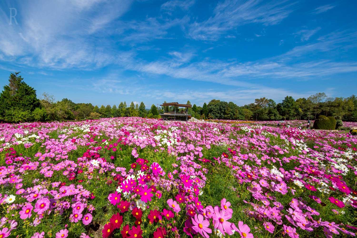 340万㎡の広大な国営公園で楽しめる多彩なアクティビティ