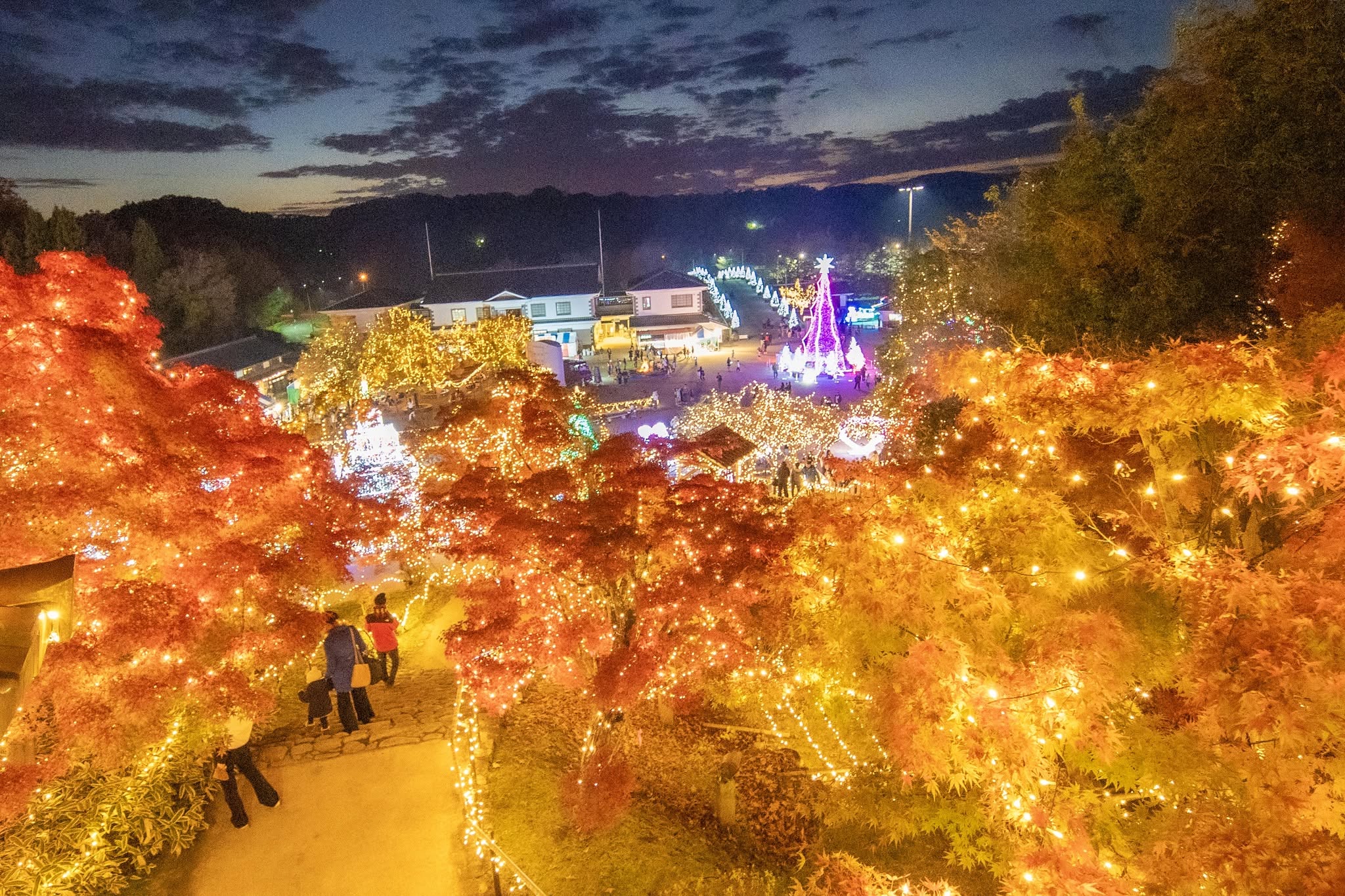 紅葉とイルミネーションが織りなす幻想的な風景